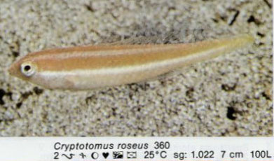 Cryptotomus roseus